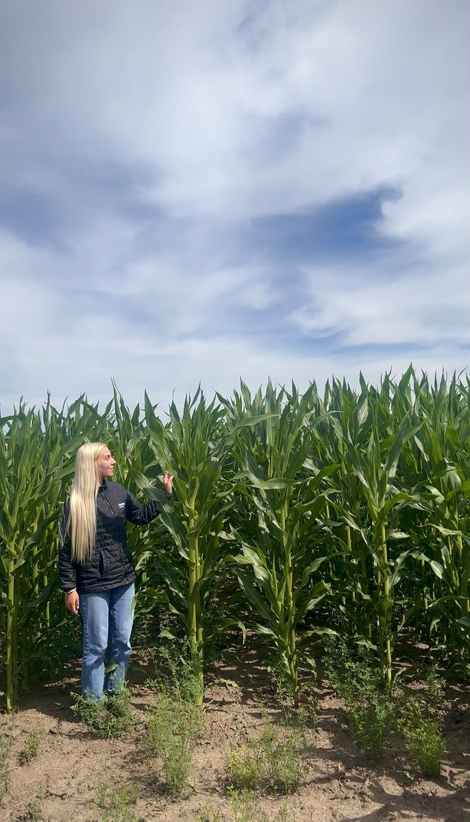 Nutrien Ag Solutions - Southern Alberta (@nutrienag_sab) on Twitter photo The growth of this PV62683 will shuck and a-maize you! 🌽
83 day corn out in the Dutches area that is ear-resistibly looking top notch.
Our girl Koda Henry, CPA from our Brooks office is 5’2” for reference.
#nutrienagsolutions #plant25 <a href="/ProvenSeed/">Proven Seed</a> The growth of this PV62683 will shuck and a-maize you! 🌽
83 day corn out in the Dutches area that is ear-resistibly looking top notch.
Our girl Koda Henry, CPA from our Brooks office is 5’2” for reference.
#nutrienagsolutions #plant25 <a href="/ProvenSeed/">Proven Seed</a>