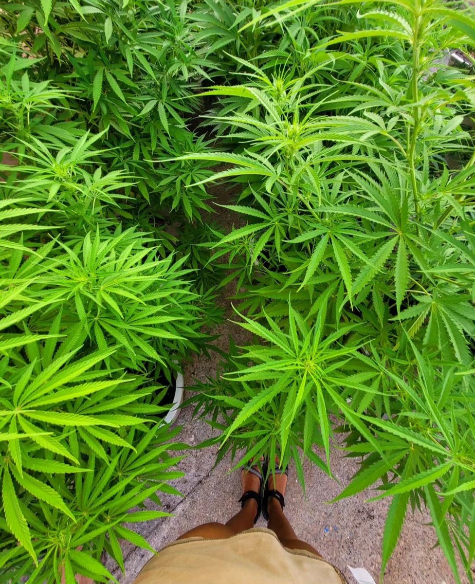 Somos una 💚 ✨️🧘🏼‍♀️🌿
<a href="/KannabiaSeeds/">Kannabia Seeds</a>