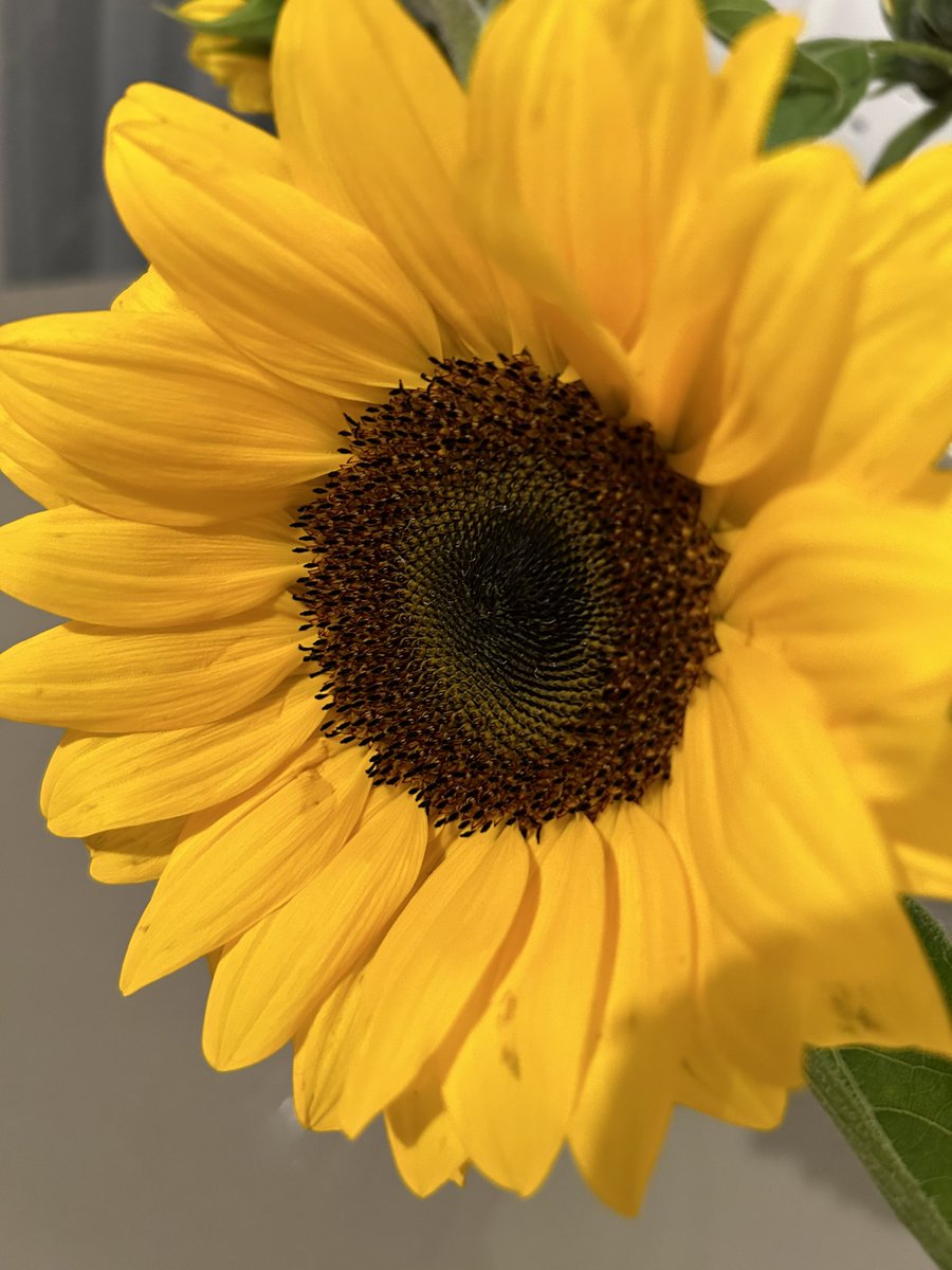 It’s summer and the sunflowers are out….