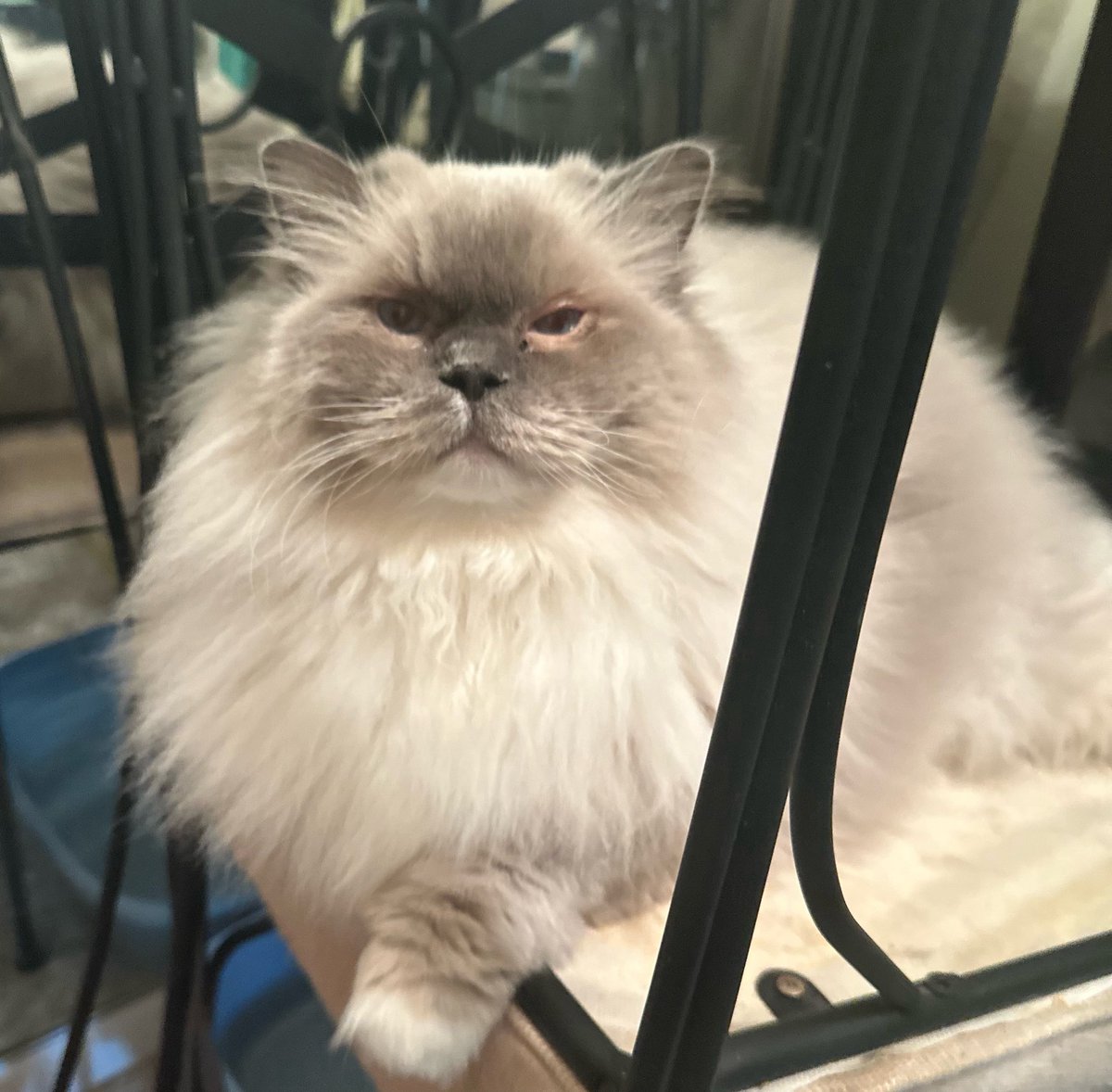 He wants something. This is the kind of deceptive beauty that gets you in trouble.🤣 #CatsOfTwitter