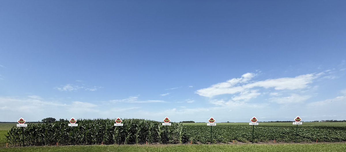 David Chappellaz (@cndaggie) on Twitter photo Signs are up in the <a href="/RJPSeesLTD/">RJP Seed LTD</a> demo site North of Carman. <a href="/thunder_seed/">Thunder Seed</a> varieties looking good. Keep an eye out for tour dates or contact Sherry for more information. Don’t be afraid to reach out to your thunder team either. <a href="/WendyMajor10/">Wendy Major</a> <a href="/renatejochum/">Renate</a> <a href="/Nicole_L_O/">Nicole</a> <a href="/Jebber11/">Jesse Bernard</a> Signs are up in the <a href="/RJPSeesLTD/">RJP Seed LTD</a> demo site North of Carman. <a href="/thunder_seed/">Thunder Seed</a> varieties looking good. Keep an eye out for tour dates or contact Sherry for more information. Don’t be afraid to reach out to your thunder team either. <a href="/WendyMajor10/">Wendy Major</a> <a href="/renatejochum/">Renate</a> <a href="/Nicole_L_O/">Nicole</a> <a href="/Jebber11/">Jesse Bernard</a>