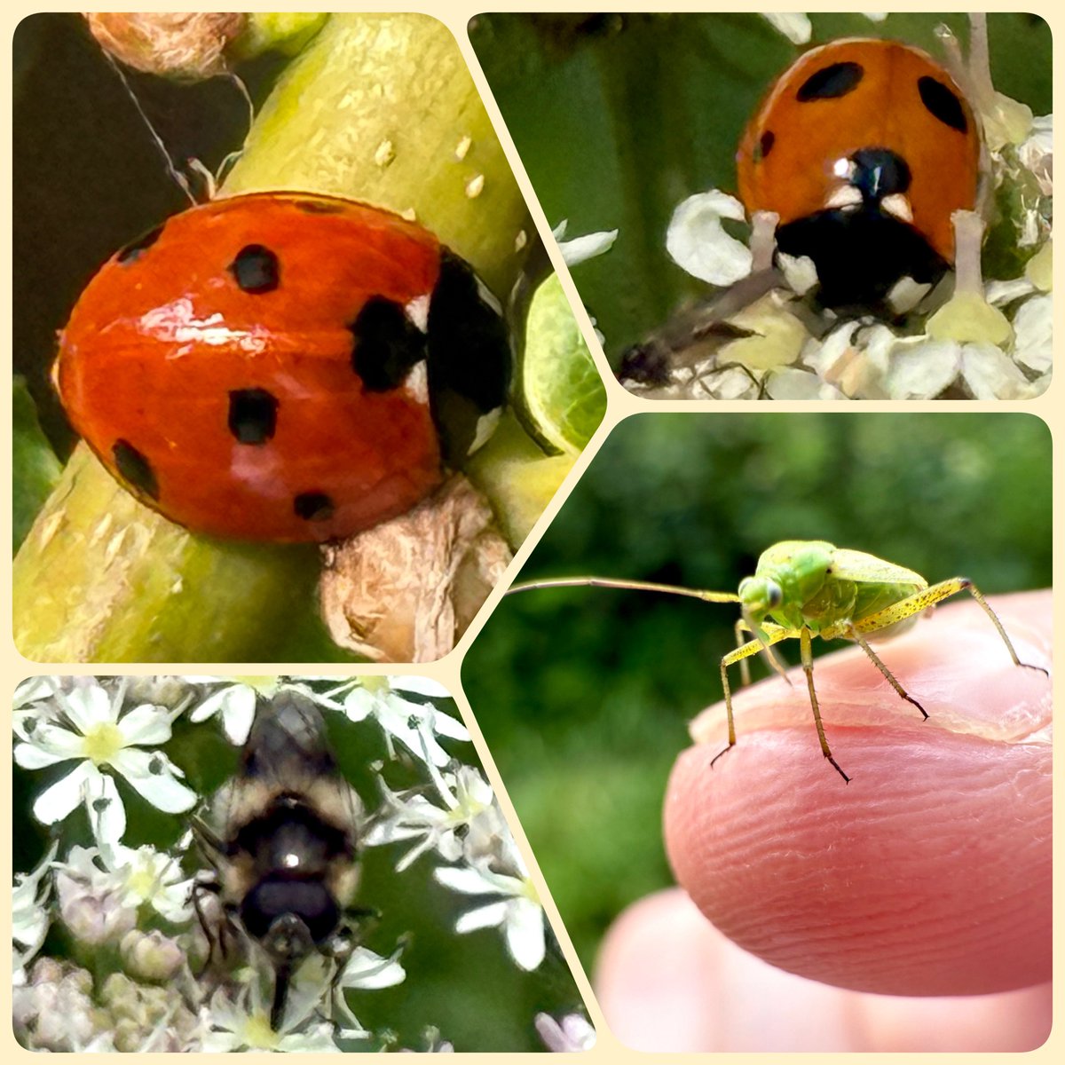 One of the things I love is finding other people who are as fascinated by insects as I am! The sun brought out so many today! ☀️

7-spot ladybird (Coccinella septempunctata)
Hoverfly (Cheilosia Illustrata)
Potato Capsid (Closterotomus norvegicus)

🐞🪲🐝

#InsectThursday