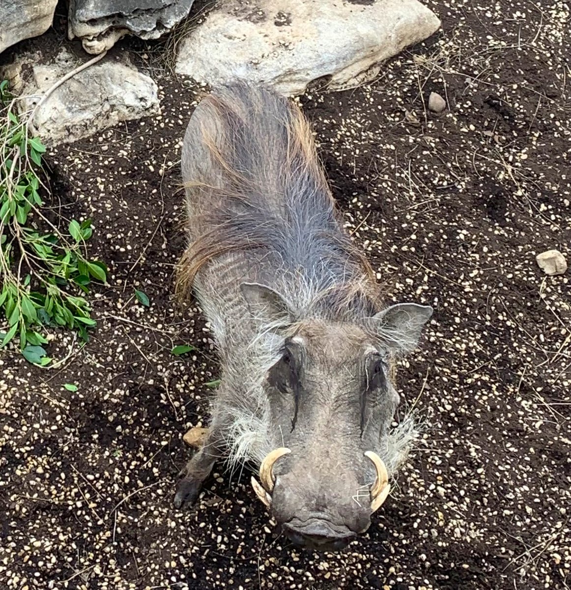 ZooBoise's tweet image. Meet 11-year-old warthog Makena! She’s currently in quarantine (standard health practice), but almost ready to enjoy Zoo Boise.
The wild dogs will soon rotate to former hyena space, and once Makena is ready to explore, she’ll move into the wild dog yard - giving all fresh space!