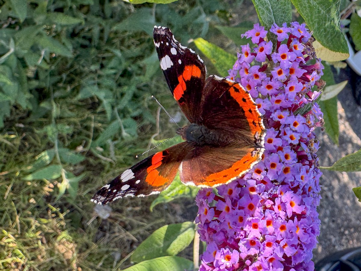 Stuart D tweet media