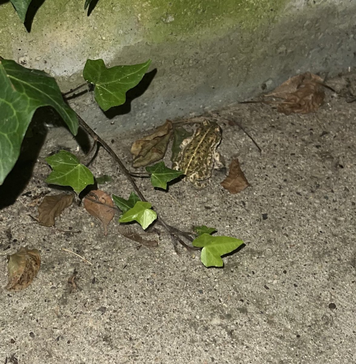 Ich sitze hier in meinem Garten, frisch bei Vollmond roten Alabarspinat (oder so) gesät - hüpft ein Fröschlein vorbei..
KANN ES SCHÖNERE OMEN GEBEN ODER WAS?!  🥰