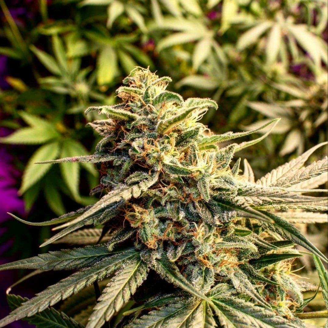 KannabiaSeeds's tweet photo. Nuestra #SuperOGKush es especialmente conocida por su potencia, además de por su efecto relajante profundo, pero sin inhabilitar la creatividad y la chispa. Es la semilla adecuada para encontrar un alivio sustancial y despejar la mente, equilibradamente.
https://t.co/rSOXC7lMPm