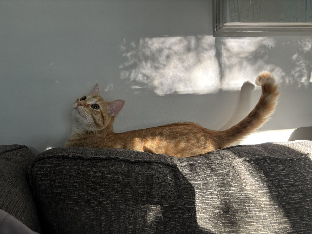 DinkyCat2's tweet image. Why