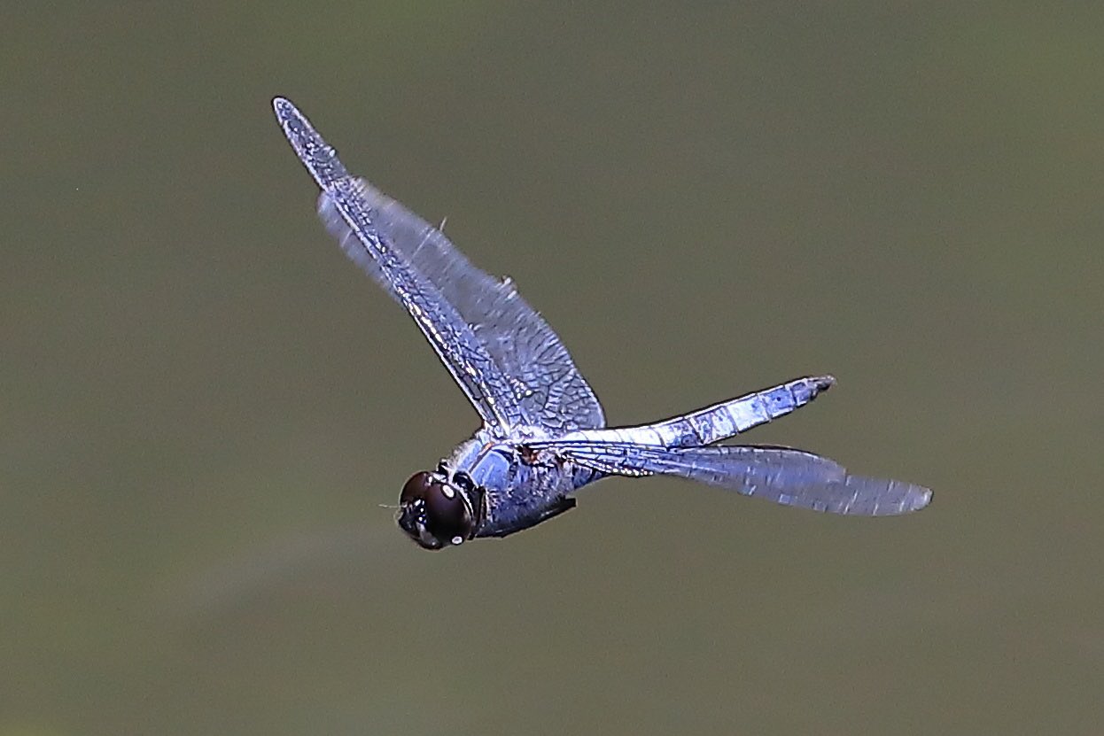 開運招福祥雲毛布です❗こちらは丑(うし)になります❗ 瑞雲は未来に良いことが起こる前兆の雲といわれています