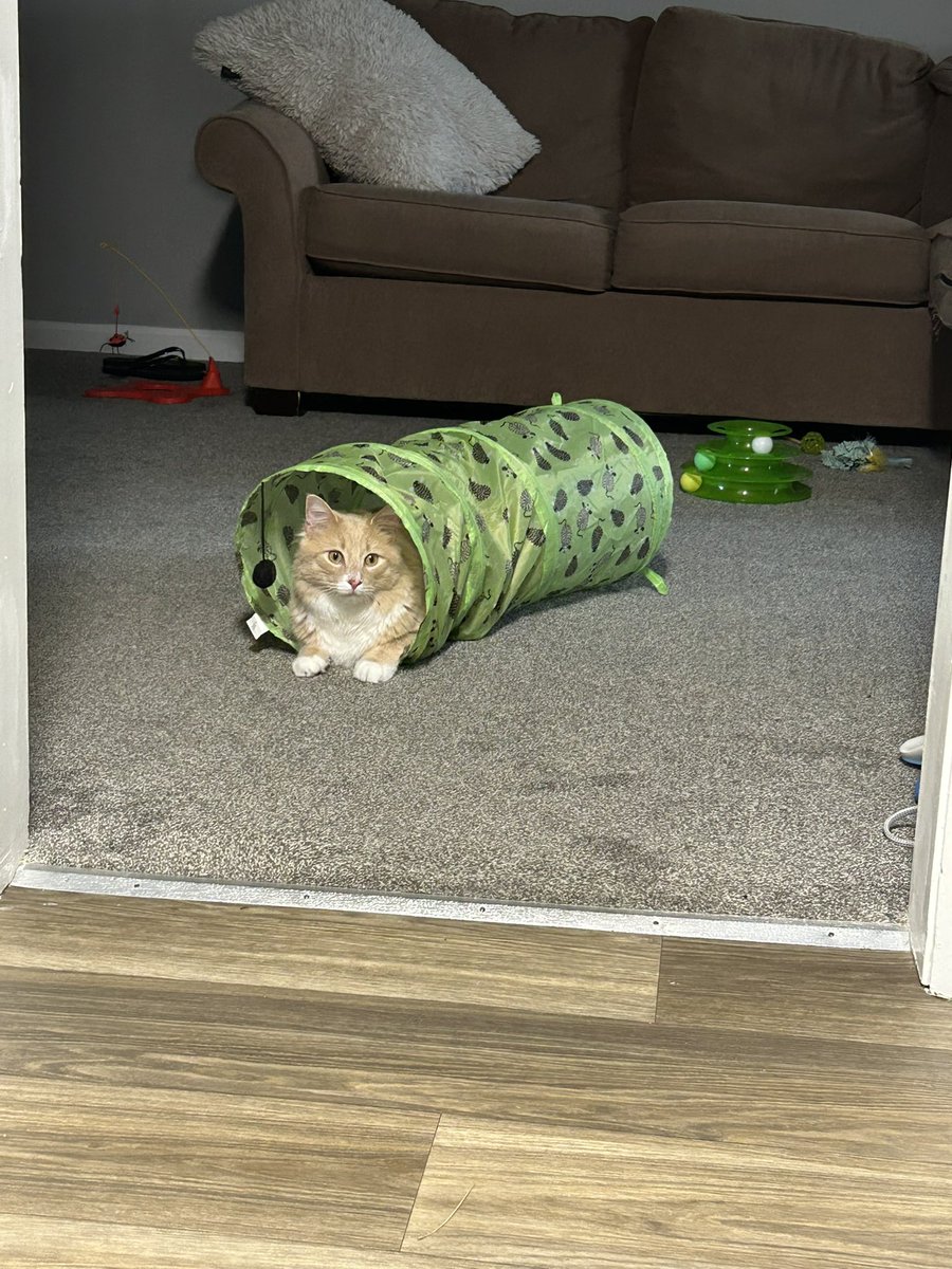 ShrimpTeddy's tweet image. the internet is just a series of tubes and I am crawling into your wifi router