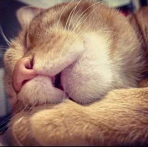 Доброй ночи всем!Сладких снов... 👍👍👍