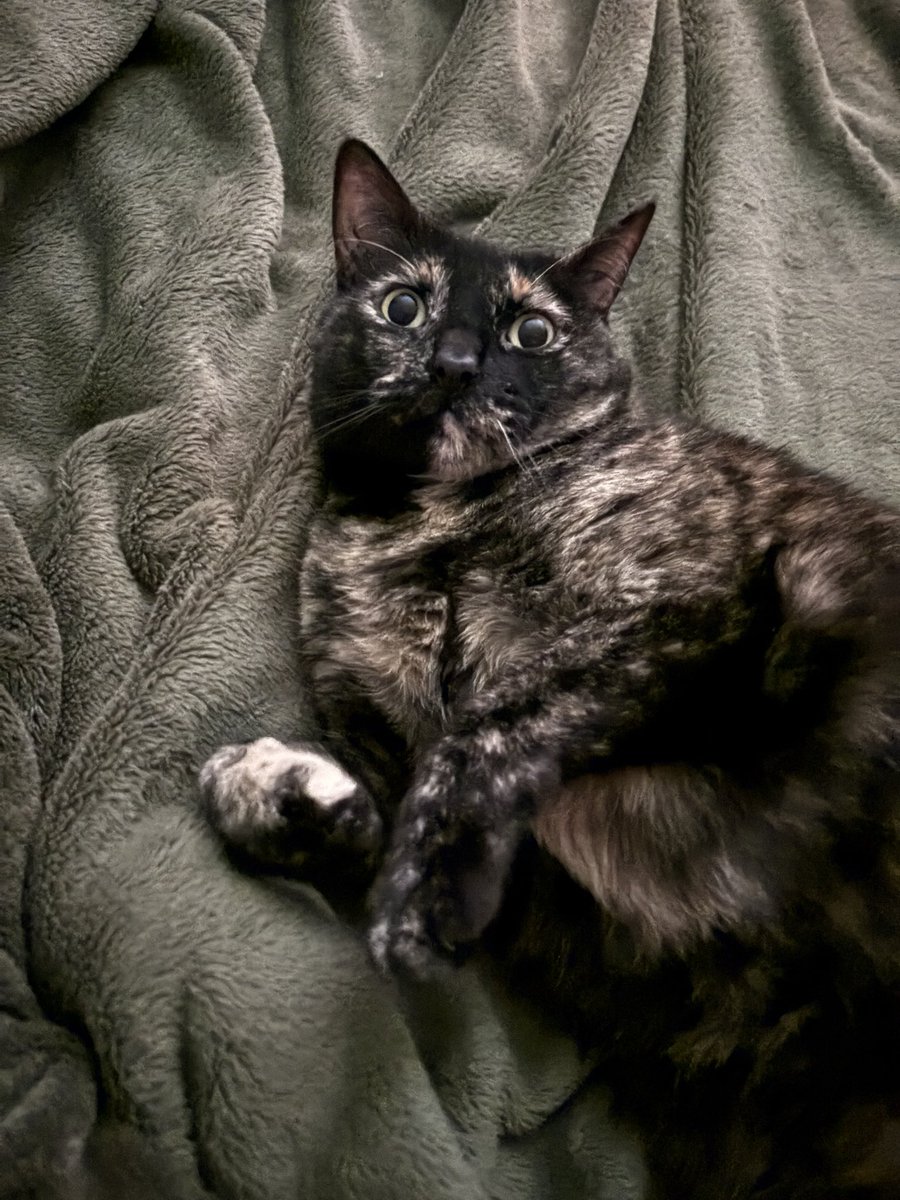 fhardcat's tweet image. Sugar plum