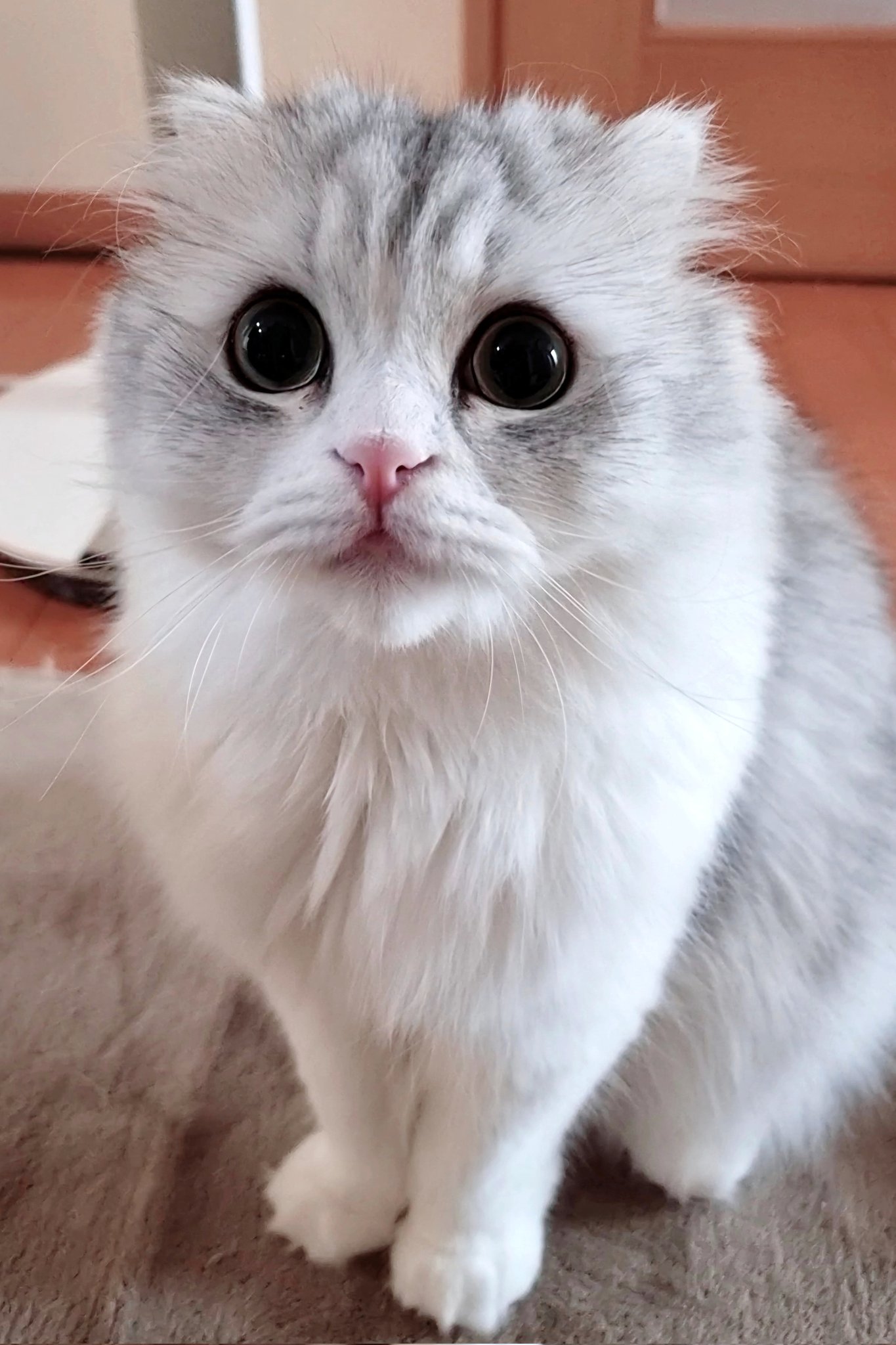 ネコ好きさん mint.marine.kanon 記録更新中ニャン🐾💕 by marine