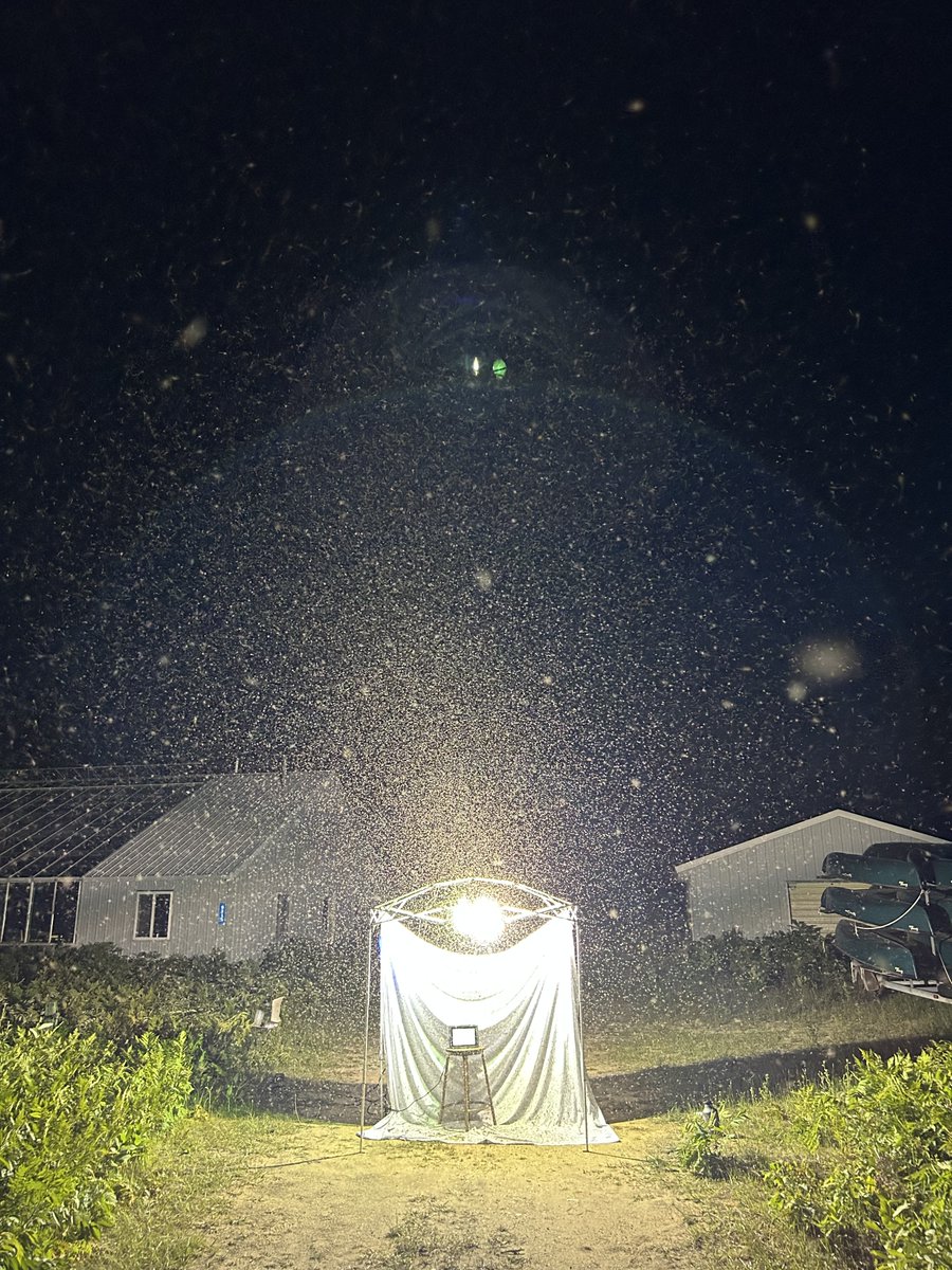 UMBS's tweet image. Check out this Bug Cloud! The @UMBS Field Studies of Insects class went sampling at night with lights to learn about different collection techniques and insect taxonomy. The big moth is an elm sphinx, Ceratomia amyntor. The big beetle is a goldsmith beetle, Cotalpa lanigera.