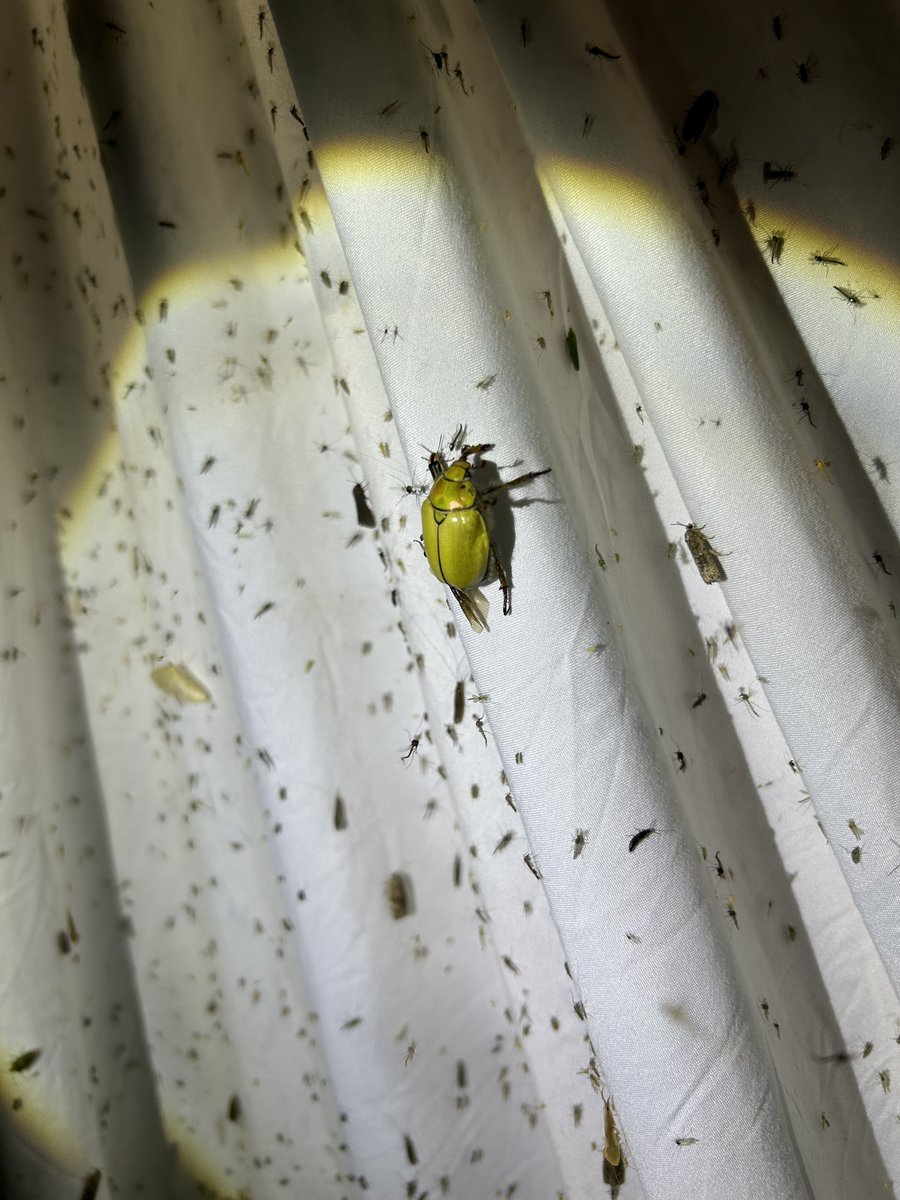 UMBS's tweet image. Check out this Bug Cloud! The @UMBS Field Studies of Insects class went sampling at night with lights to learn about different collection techniques and insect taxonomy. The big moth is an elm sphinx, Ceratomia amyntor. The big beetle is a goldsmith beetle, Cotalpa lanigera.