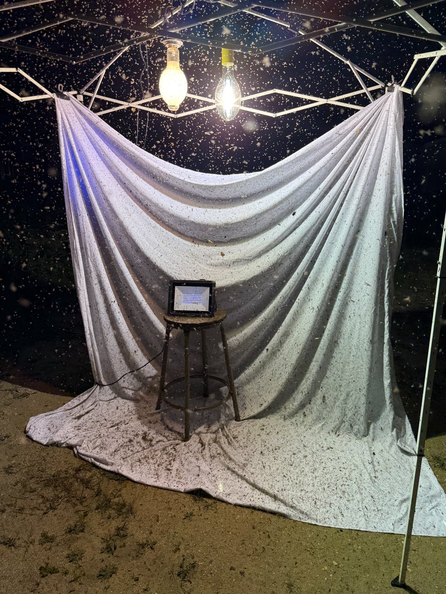 UMBS's tweet image. Check out this Bug Cloud! The @UMBS Field Studies of Insects class went sampling at night with lights to learn about different collection techniques and insect taxonomy. The big moth is an elm sphinx, Ceratomia amyntor. The big beetle is a goldsmith beetle, Cotalpa lanigera.