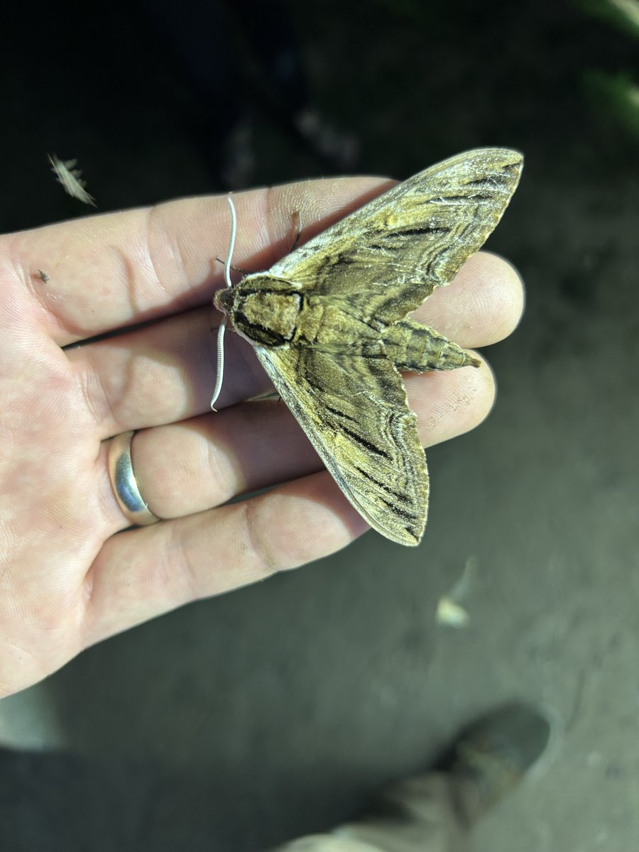 UMBS's tweet image. Check out this Bug Cloud! The @UMBS Field Studies of Insects class went sampling at night with lights to learn about different collection techniques and insect taxonomy. The big moth is an elm sphinx, Ceratomia amyntor. The big beetle is a goldsmith beetle, Cotalpa lanigera.