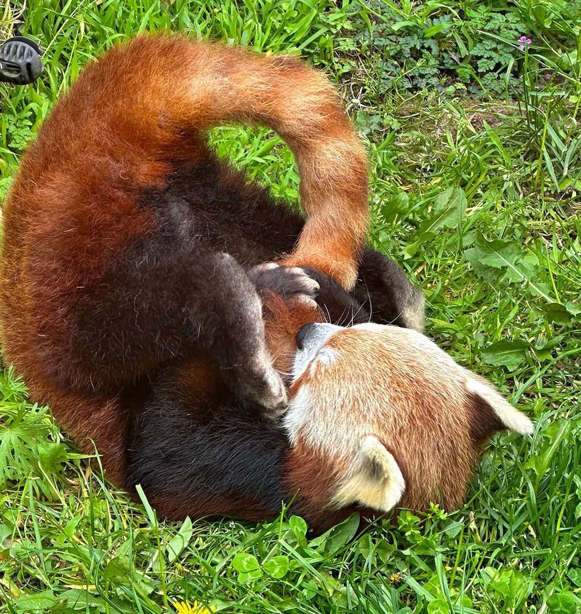 sfzoo's tweet image. It is with deep sadness that we announce the passing of Tenzing, our beloved 12-year-old male red panda. Tenzing was an extraordinary animal who touched the hearts of guests, volunteers, and staff alike and served as an unforgettable ambassador of his species.
In recent months,…