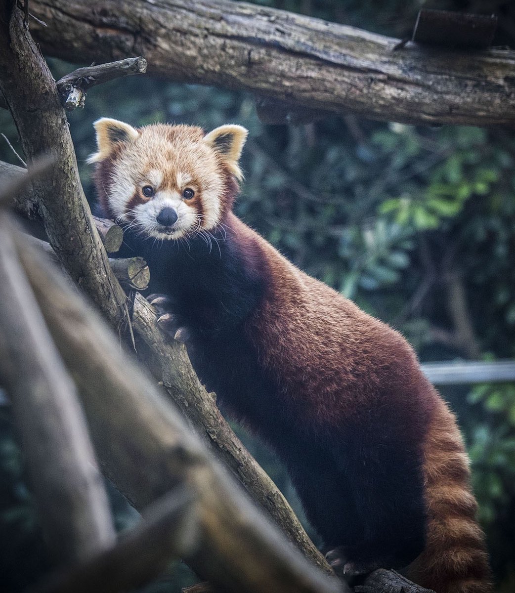 sfzoo's tweet image. It is with deep sadness that we announce the passing of Tenzing, our beloved 12-year-old male red panda. Tenzing was an extraordinary animal who touched the hearts of guests, volunteers, and staff alike and served as an unforgettable ambassador of his species.
In recent months,…