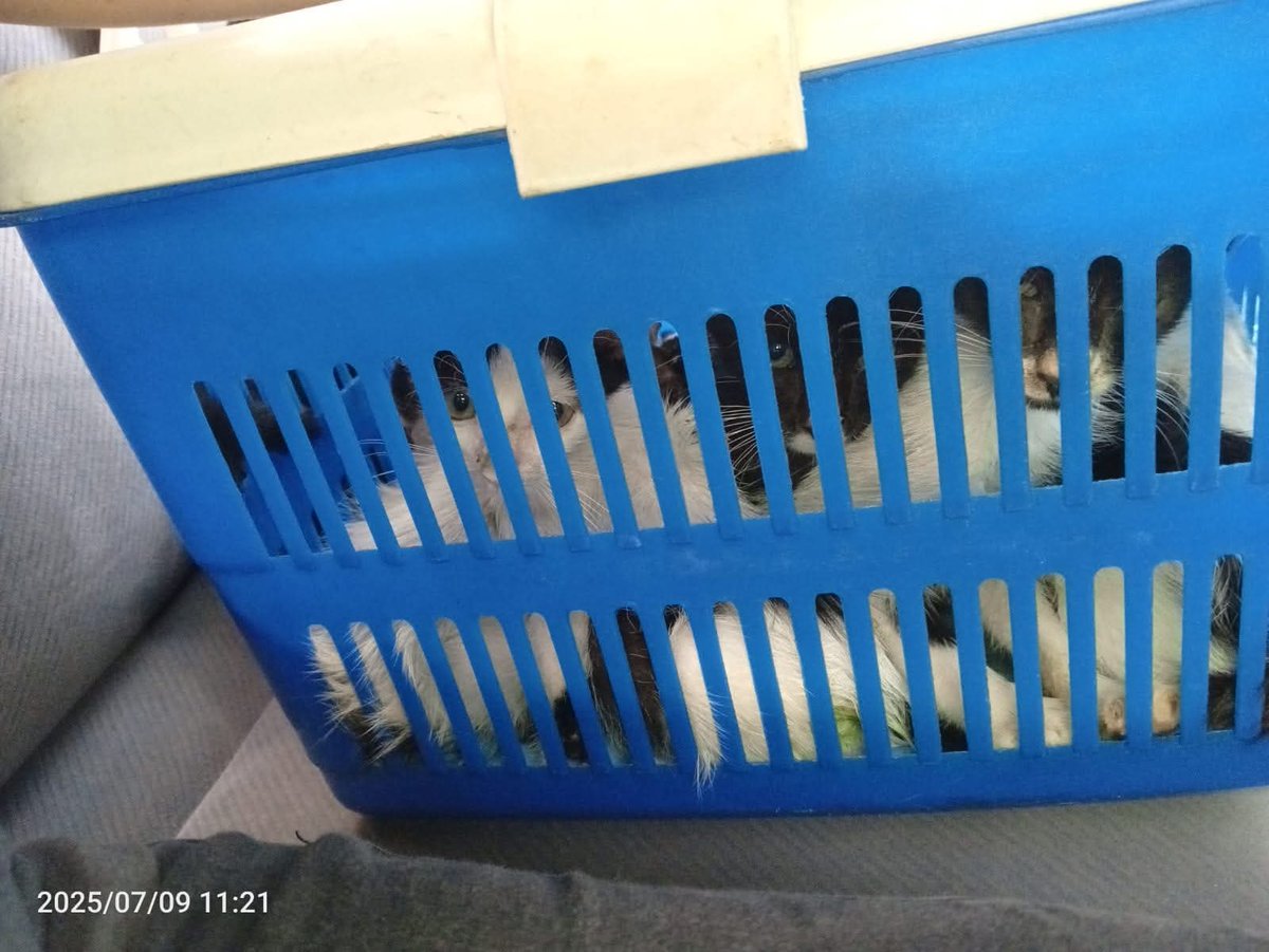 #agradecimento 
Los mishisbebés recibieron su refuerzo de desparasitación 😃
Muchas gracias a 
🐾ANÓNIMO $11
🐾ISSA SILVA $10
🐾ANÓNIMO $20
Con su apoyo se pagaron los $30 en la vet y se pagó transporte para poder llevar a los 6 gatitos 🤗 
Infinitamente agradecida 🙏
Oro y miel