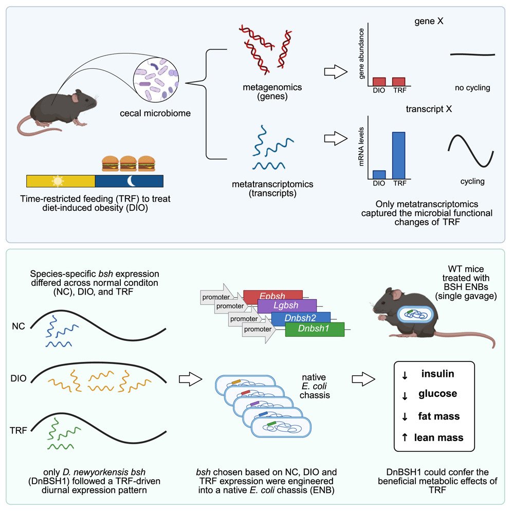 cellhostmicrobe's tweet image. Featured Article: Leveraging diurnal shifts in bacterial transgenes:
Time-restricted feeding causes diurnal functional shifts in microbes. D. newyorkensis BSH1 exhibits diurnal expression. DnBSH1-E. coli improves glucose metabolism&reduces body fat in mice
cell.com/cell-host-micr…
