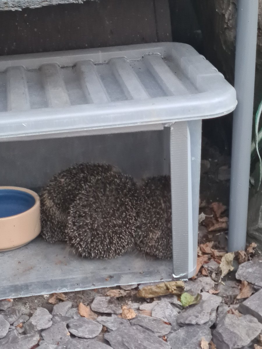 So we az gotz 3 tonite, mummy fort jus one waz mekin a noise nommin 🤣🦔🤣🦔🤣🦔🤣💗💓💗