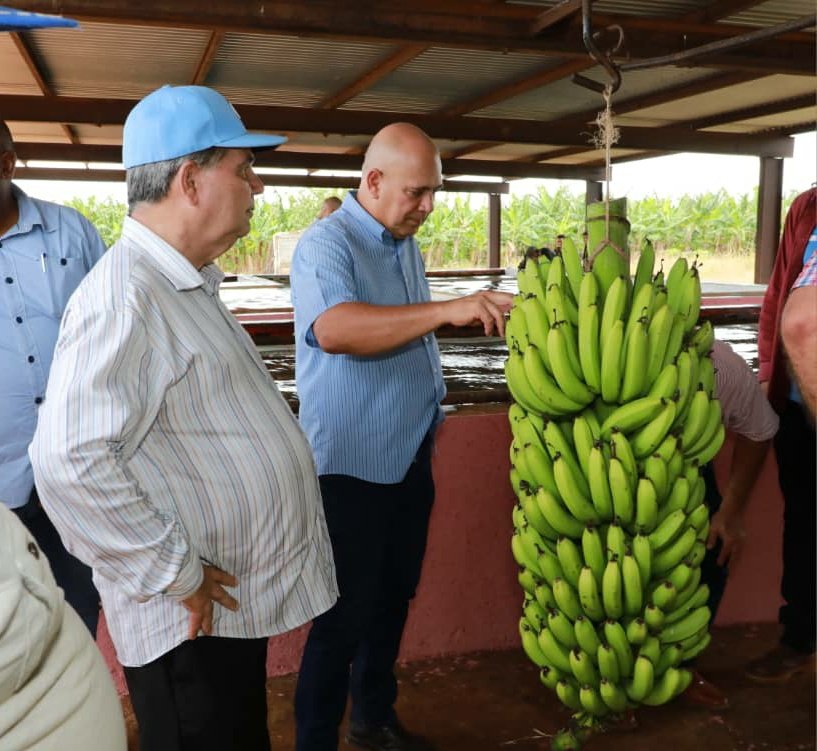 El colofón de la vista de trabajo a #CiegoDeÁvila fue un recorrido por la fértiles tierras de La #Cuba, empresa que recupera áreas improductivas por años y sus rendimientos compiten con los de sus mejores momentos como evidencia de todo lo que podemos hacer para salir adelante.