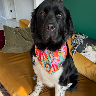 NationalNewfRes's tweet image. 🐶💙 Dress Your Pup, Help a Newf! 💙🐶

From July 7 to July 13, get 15% off at the Handmade Creations Store with code SUMMER!

Every purchase helps rescue and care for Newfoundland dogs in need.
🐾 Your pup gets style and comfort. A Newfie gets a second chance.

#HandmadeForDogs