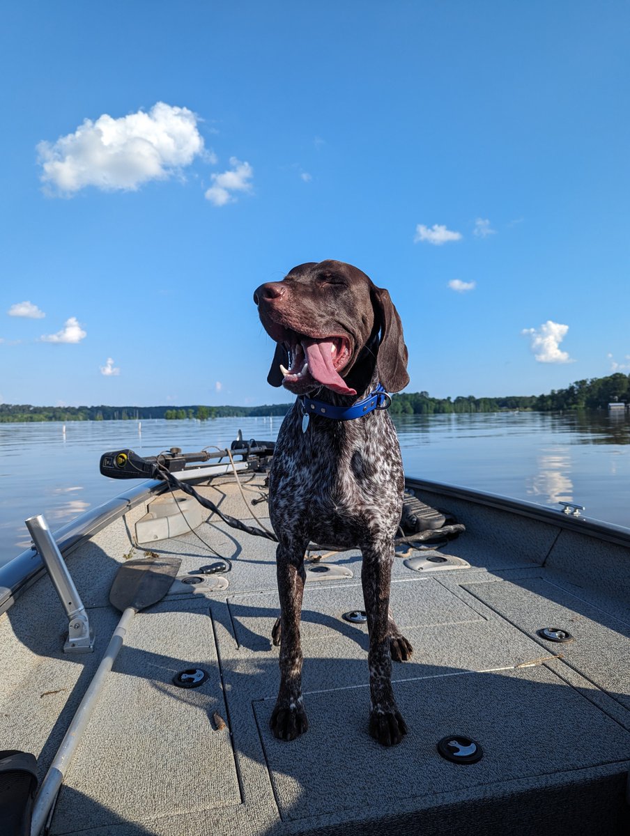 Staley_Electric's tweet image. It’s the dog days of summer — so here’s a loyal crew member soaking up some lake breeze 🐶☀️
Share a pic of your pup with us! 👇
Since 1951, we’ve kept Arkansas homes powered — safely and reliably.
#StaleyElectric #DogDays #ArkansasDogs #DogLovers #SummerVibes