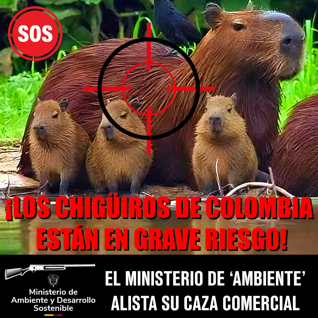 Plataforma ALTO (@plataformaalto) on Twitter photo Los chigüiros están en grave riesgo en el gobierno de "Colombia, potencia mundial de la vida". El Ministerio de Ambiente, en cabeza de <a href="/LenAmazonas/">Lena Estrada Añokazi</a> se alista para autorizar la caza (matanza) comercial de miles de Chigüiros
Convocamos a plantón contra este vil negocio este Los chigüiros están en grave riesgo en el gobierno de "Colombia, potencia mundial de la vida". El Ministerio de Ambiente, en cabeza de <a href="/LenAmazonas/">Lena Estrada Añokazi</a> se alista para autorizar la caza (matanza) comercial de miles de Chigüiros
Convocamos a plantón contra este vil negocio este