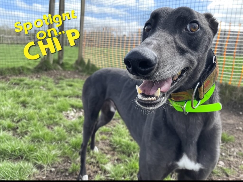 #forgottensoulshour  plz RT and help super duper handsome boy #Chip find a super duper home #TeamZay <a href="/GreyhoundRFife/">Greyhound Rescue Fife</a>