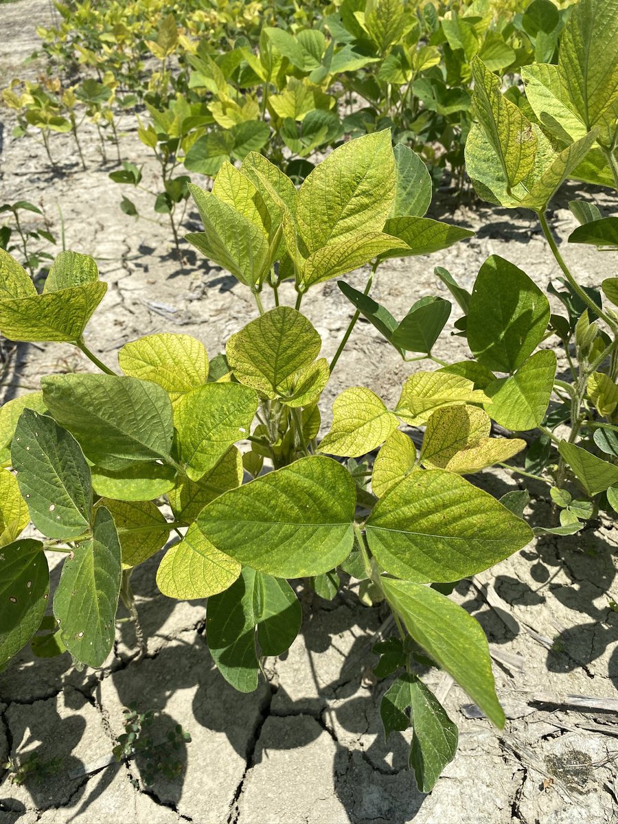 Eabfranc's tweet image. Iron Deficiency Chlorosis (IDC) affects soybeans grown in high pH soils and tolerant varieties is the best way to overcome this situation. Information on tolerant varieties here: aaes.auburn.edu/variety-tests/
@ACESedu @AuburnAg