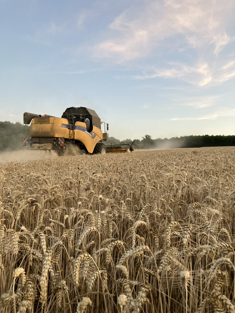 Et ça continue … une pause de 3 jours pour recharger les batteries des 🤠et faire un peu d’entretien sur les machines 🚜 #Dédélegraindeblé #moisson2025 #sunset