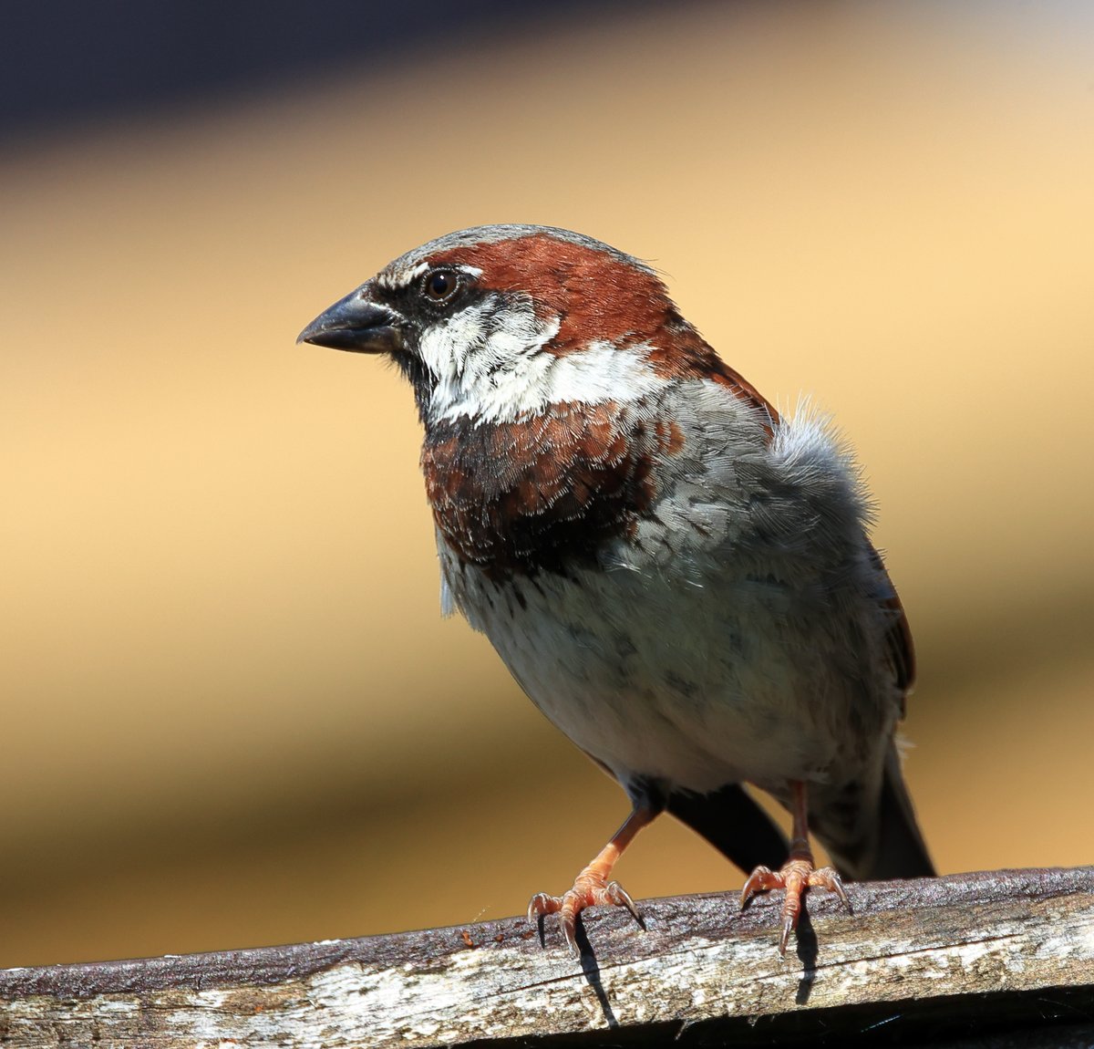 Cock Sparrow garden today.