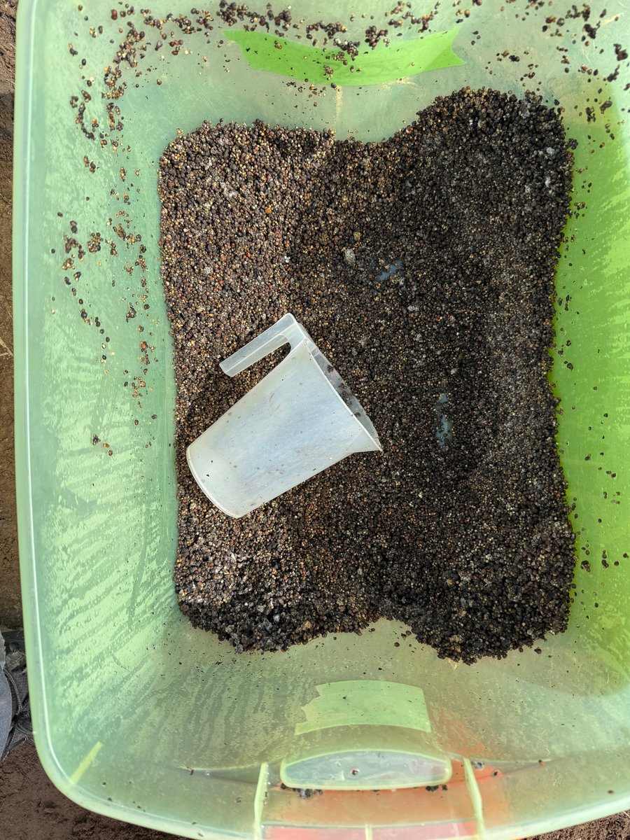 Karan Chahal, PhD ๐๐ณ๐ฌ๐งซ๐งฌ๐งช๐ (@karan_plantpath) on Twitter photo Corn field was looking immaculate, too immaculate! We pathologists donโt rest easy with spotless plants๐. So <a href="/MartinChilvers1/">Martin Chilvers</a> lab rolled in with a truckload of inoculum. Three leaf-spotting fungi, one mission. Just a bunch of plant pathologists doing what we do best. #Research Corn field was looking immaculate, too immaculate! We pathologists donโt rest easy with spotless plants๐. So <a href="/MartinChilvers1/">Martin Chilvers</a> lab rolled in with a truckload of inoculum. Three leaf-spotting fungi, one mission. Just a bunch of plant pathologists doing what we do best. #Research