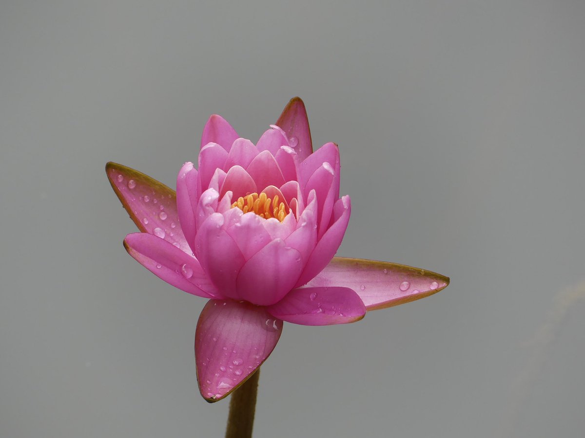 Conthescene's tweet image. Beautiful water lilies at Green Spring Gardens in Fairfax Co. VA