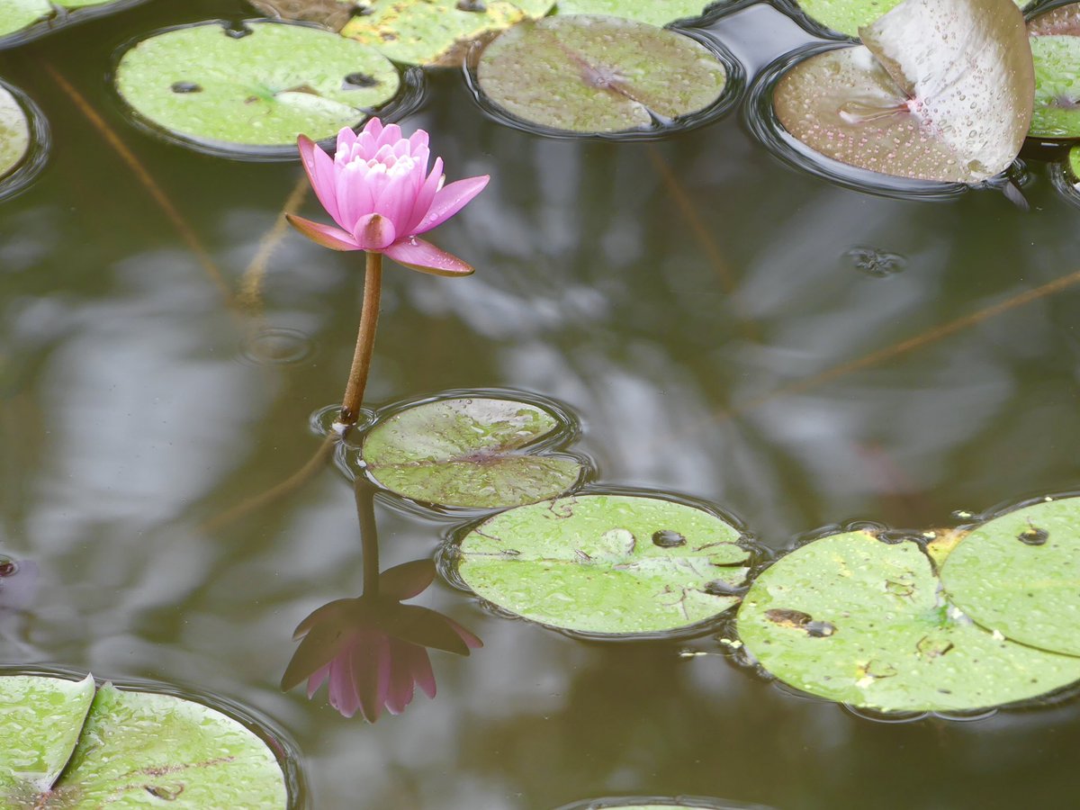 Conthescene's tweet image. Beautiful water lilies at Green Spring Gardens in Fairfax Co. VA