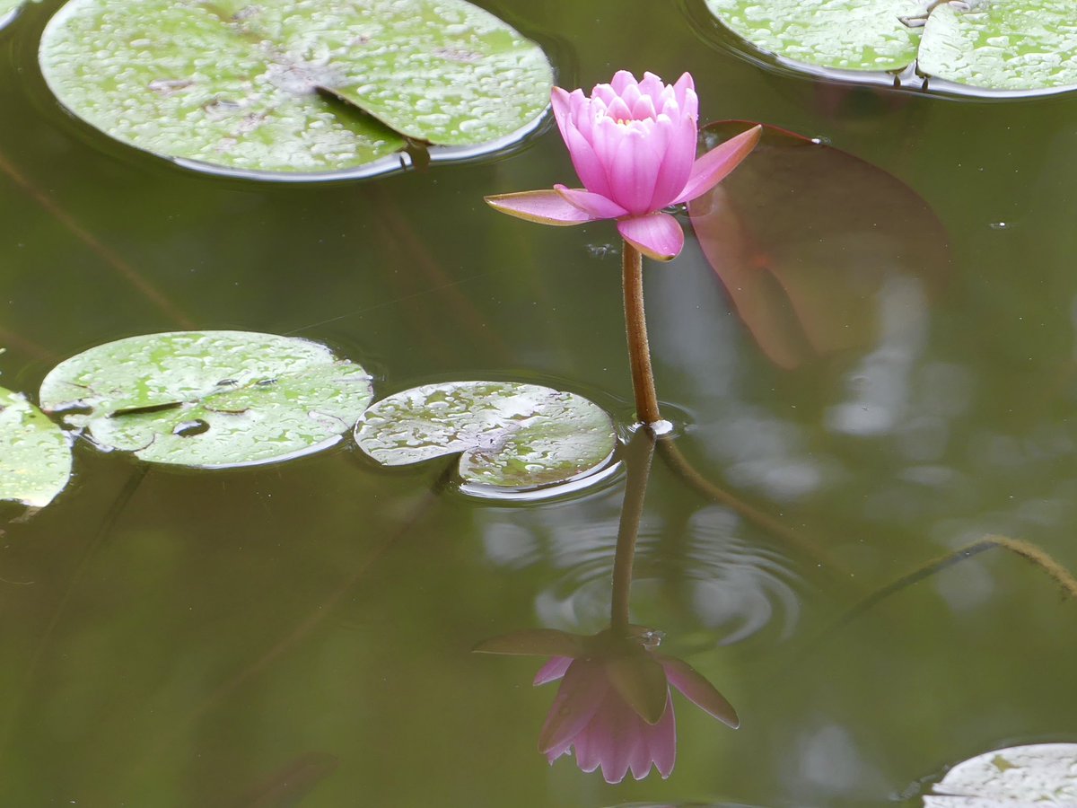 Conthescene's tweet image. Beautiful water lilies at Green Spring Gardens in Fairfax Co. VA