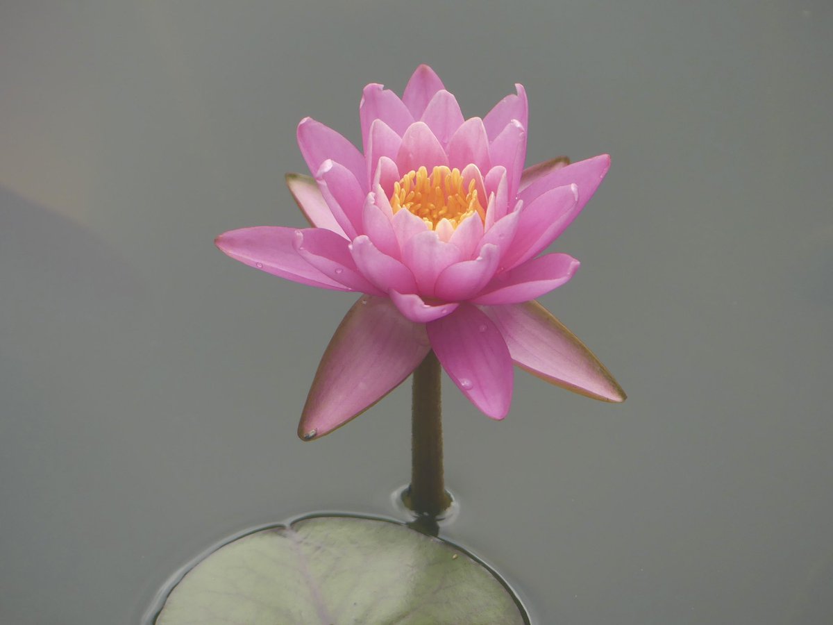 Conthescene's tweet image. Beautiful water lilies at Green Spring Gardens in Fairfax Co. VA