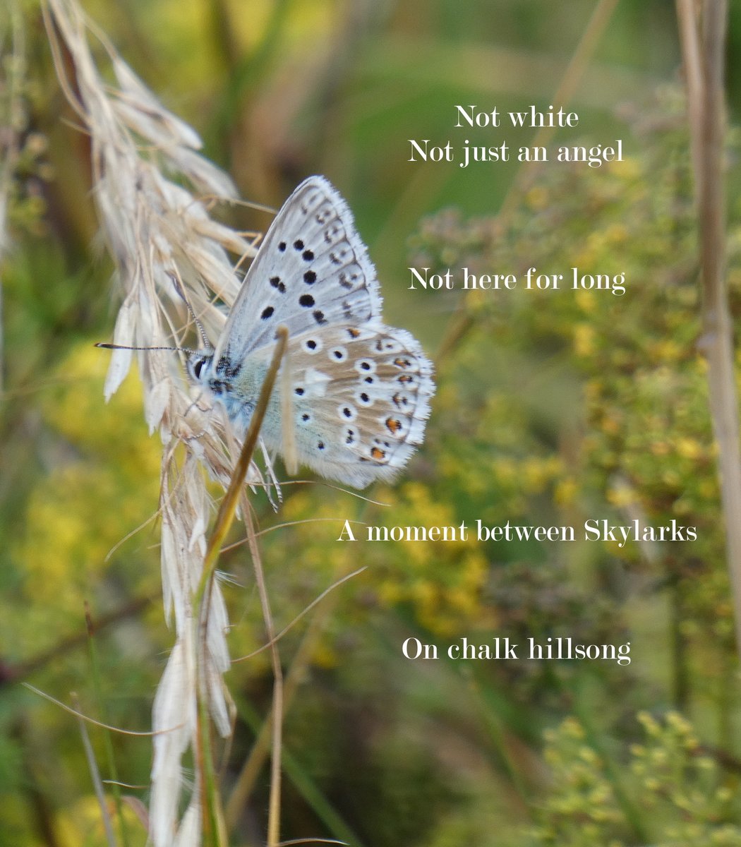 birdsong (@foxxmetamatic) on Twitter photo 