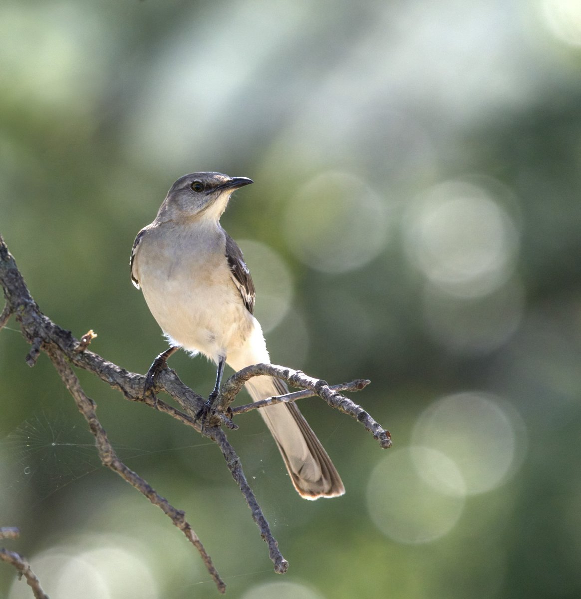 I watched this northern mockingbird fly all over a campground harassing crows and catching insects before I finally got a close shot.
#birding 
#birdphotography 
#NaturePhotography 
#wildlifephotography