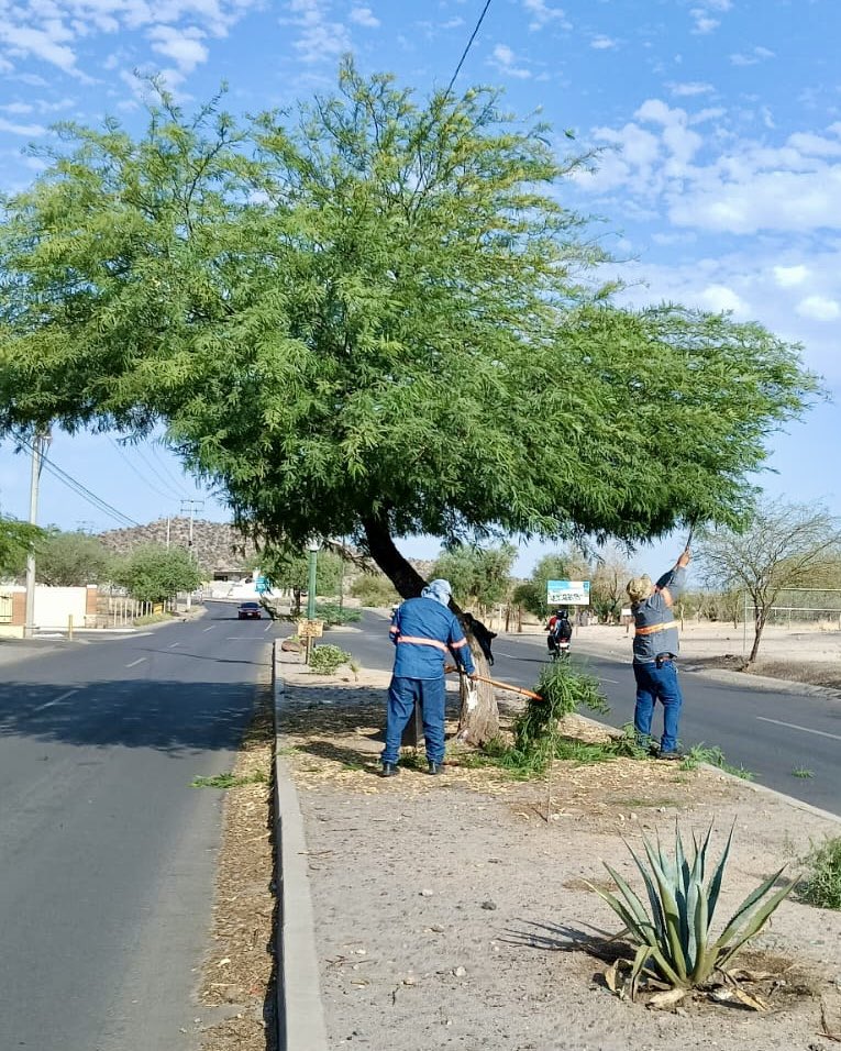 #Bulevareando en Santa Clara. 

Poda y barrido manual de camellones. 🌳✂️