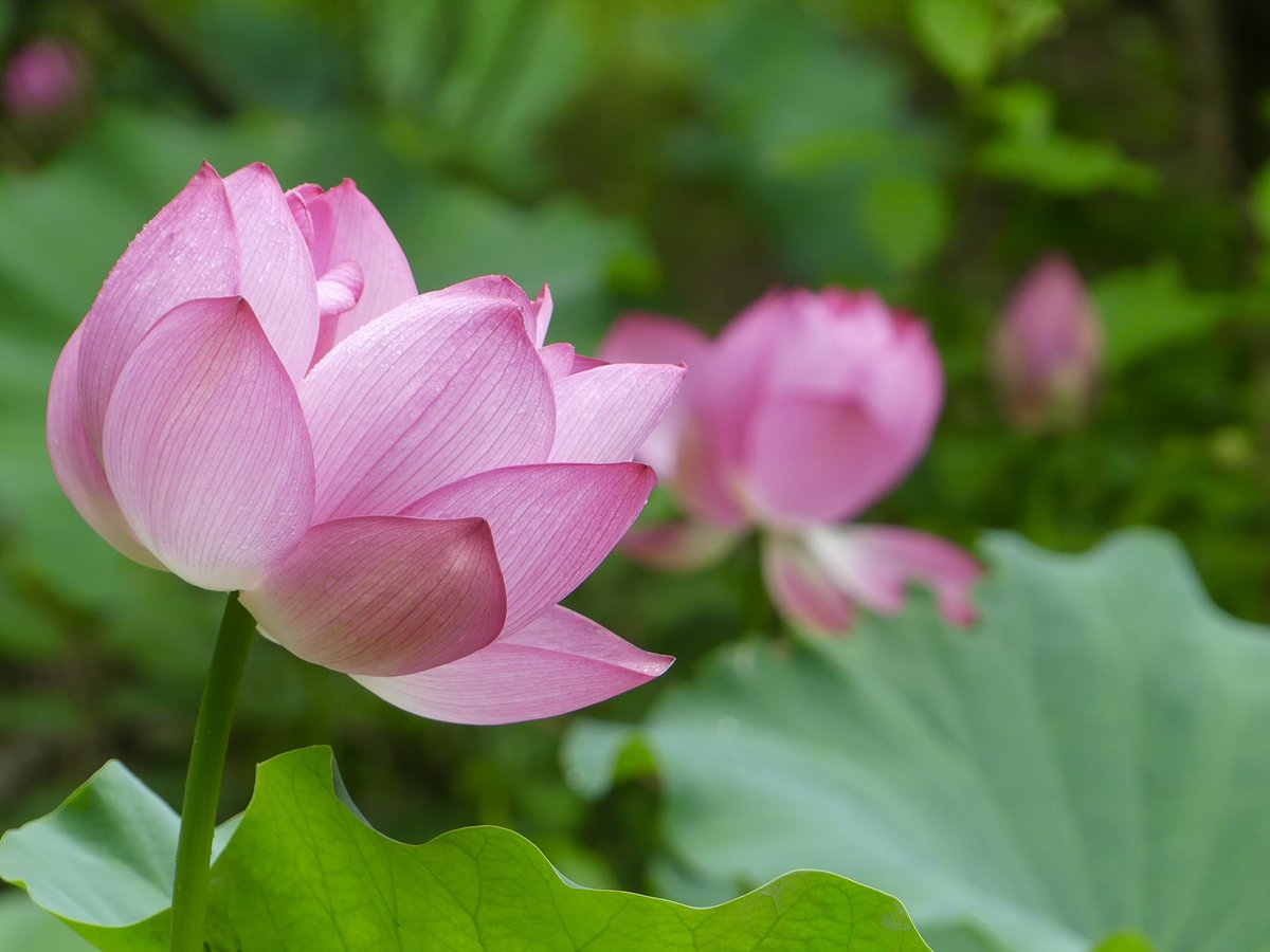 Conthescene's tweet image. Lotus flowers blooming at Green Spring Gardens in Fairfax Co. VA today 馃