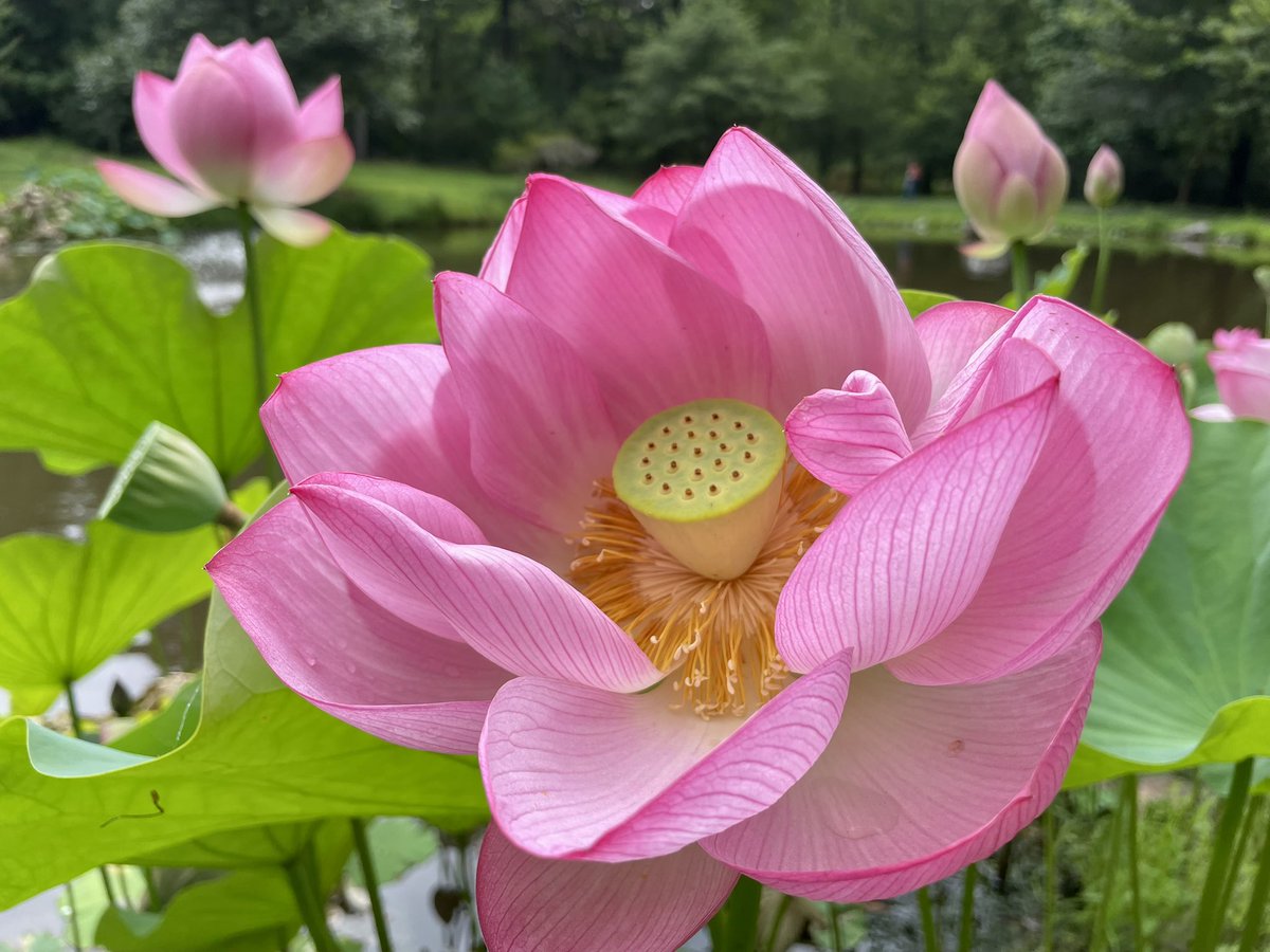 Conthescene's tweet image. Lotus flowers blooming at Green Spring Gardens in Fairfax Co. VA today 馃