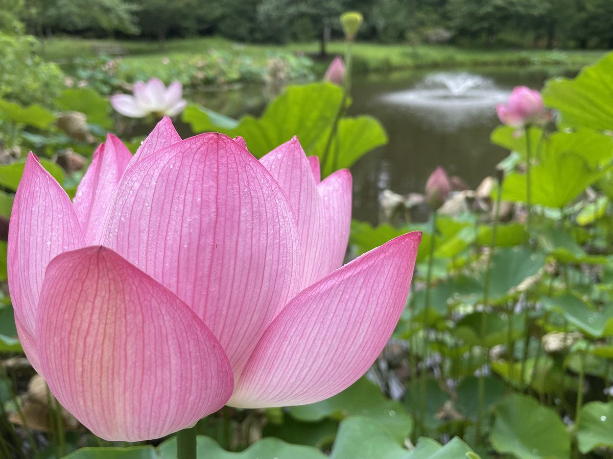 Conthescene's tweet image. Lotus flowers blooming at Green Spring Gardens in Fairfax Co. VA today 馃