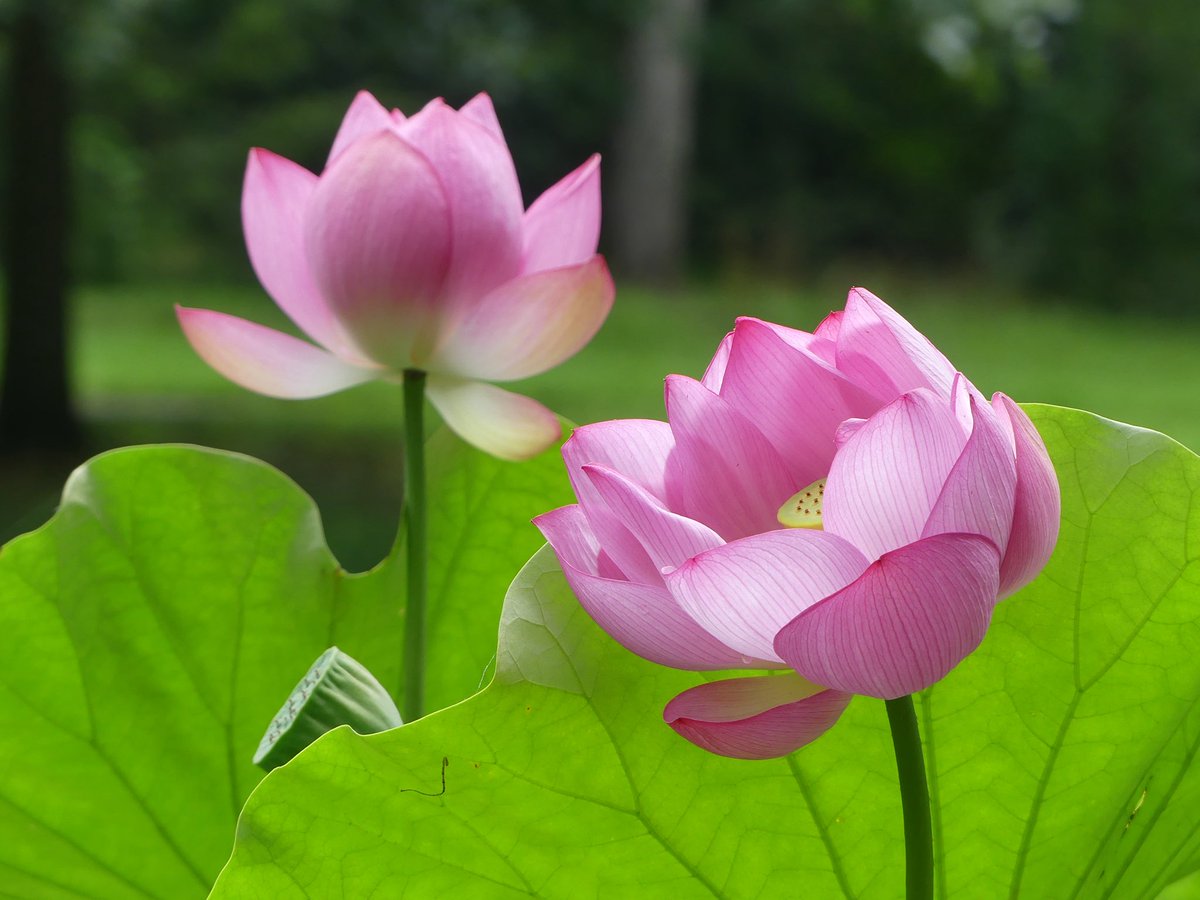 Conthescene's tweet image. Lotus flowers blooming at Green Spring Gardens in Fairfax Co. VA today 馃