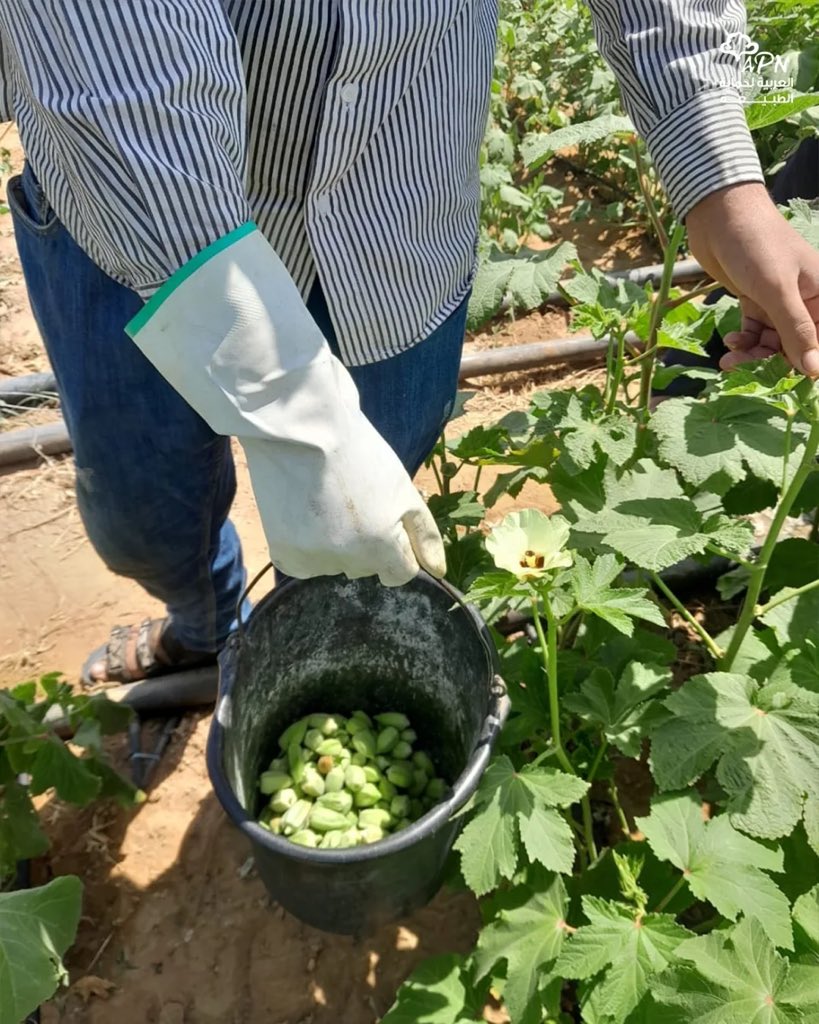 GazaFundraiser's tweet photo. 1 dunam of farmland was rehabilitated through the ‘Revive Gaza’s Farmland’ initiative by the Arab Group for the Protection of Nature (@APNorg)

Total cost: £1,050 https://t.co/pKUFkjniEL