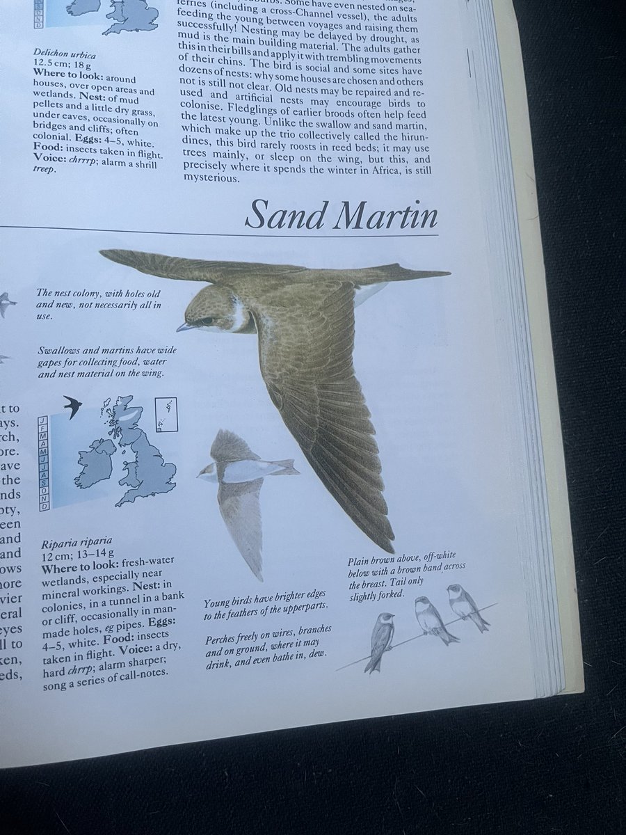 Transpontine's tweet image. Pleased to report return of these nesting beauties to Rotherhithe, on the river wall just east of the Salt Quay pub