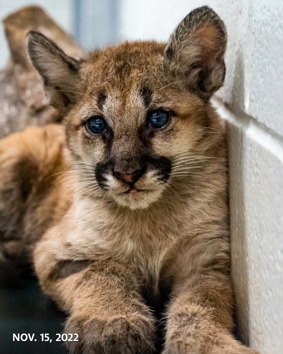 UHouston's tweet image. They grow up so fast! 🥹
Just a few years ago, Shasta VII and his brother, Louie, were abandoned cubs in Washington state. Now they’re thriving thanks to the care of the Houston Zoo.
From our cats to yours, happy #NationalKittenDay! 😻