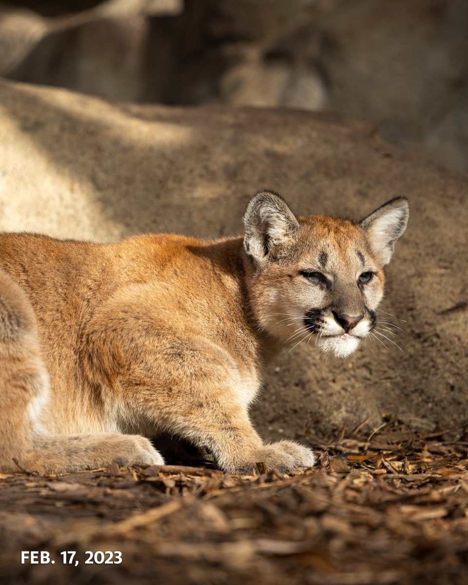 UHouston's tweet image. They grow up so fast! 🥹
Just a few years ago, Shasta VII and his brother, Louie, were abandoned cubs in Washington state. Now they’re thriving thanks to the care of the Houston Zoo.
From our cats to yours, happy #NationalKittenDay! 😻