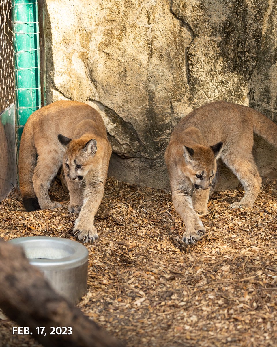 UHouston's tweet image. They grow up so fast! 🥹
Just a few years ago, Shasta VII and his brother, Louie, were abandoned cubs in Washington state. Now they’re thriving thanks to the care of the Houston Zoo.
From our cats to yours, happy #NationalKittenDay! 😻